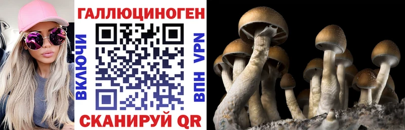Купить где Кировск Псилоцибиновые грибы Cubensis